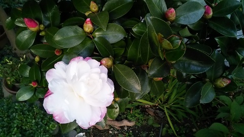 山茶花