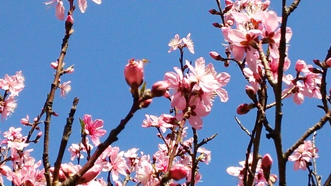 モモの花
