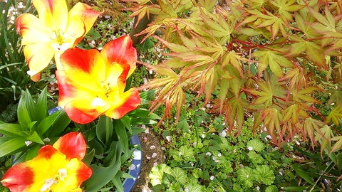 春♪足もとの草花♪