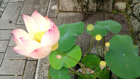 ハスの花