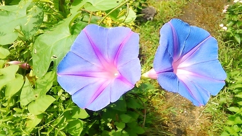 夏の朝