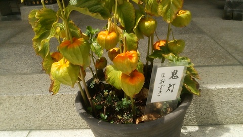 ほおずき