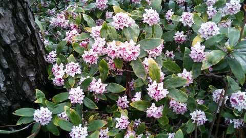 愛し面影の沈丁花