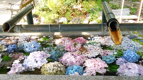 手水舎とあじさいと