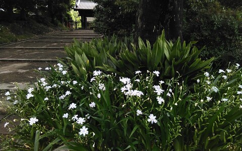 参道口で