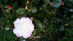 山茶花