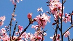 モモの花
