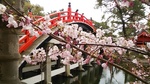 桜と太鼓橋