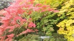 晩秋
