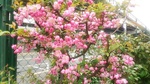桜に似てるね