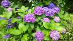 ブルー系の紫陽花